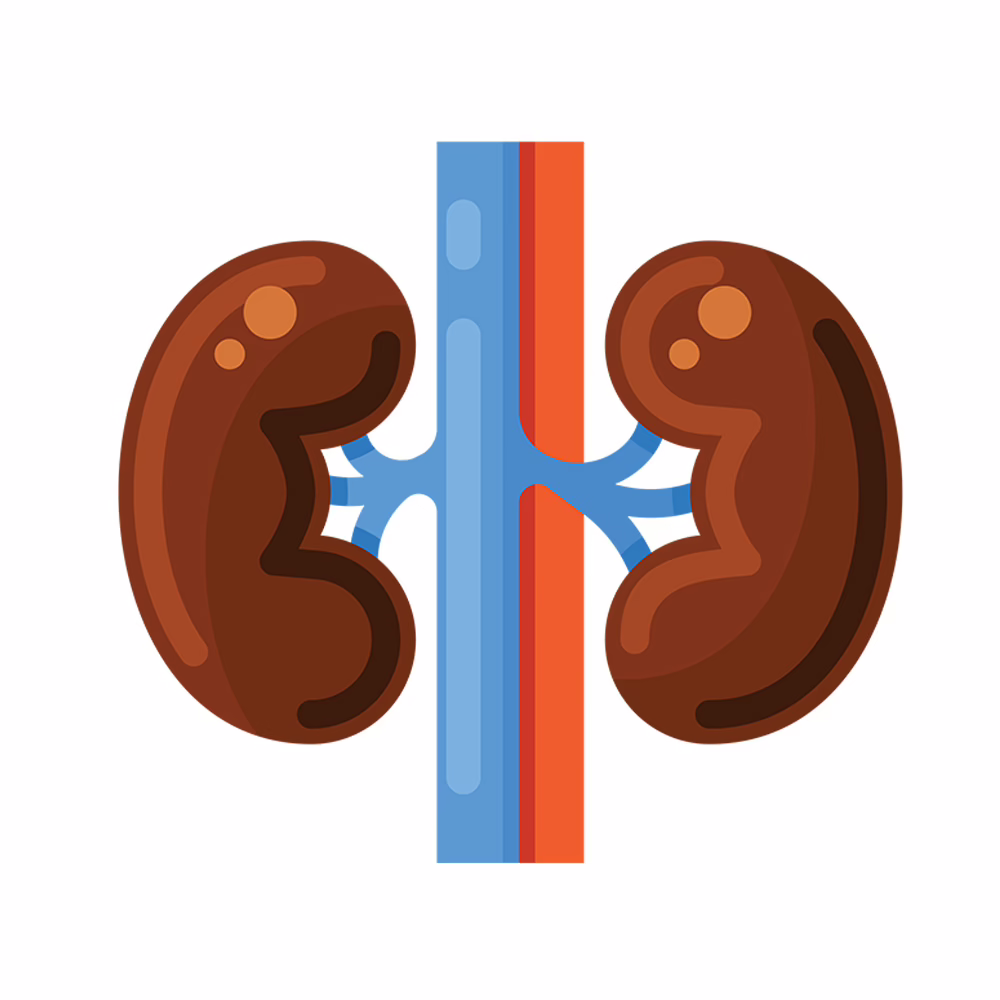 Illustration of healthy kidneys